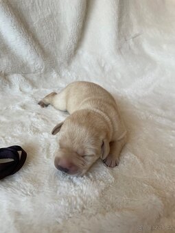 Labradorský retrívr s PP - 10