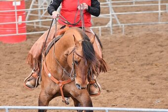 Paint horse hřebeček 2024 - 10
