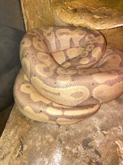 Krajta královská - 10