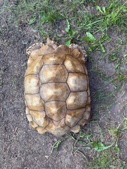 ‼️ Želva ostruhatá (Centrochelys sulcata) ‼️ - 10
