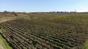 Prodej vinohradu 11340 m2 Čejkovice, Vinohrad 11340 m2 Čejk - 10