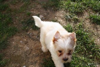 Yorkshire Terrier Golddust - 10