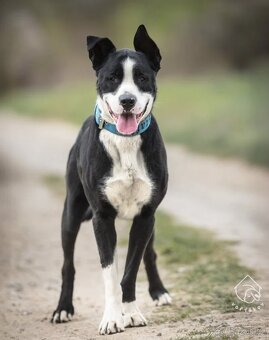 Kříženec molose - 10