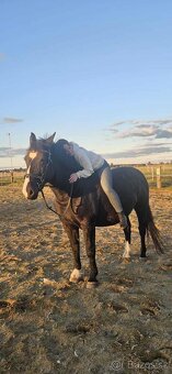 Chovná kobylka Sliezsky teplokrvník - 10