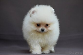 Pomeranian - 10