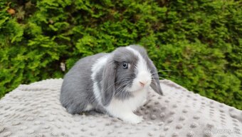 Zakrslý beránek, králíček, králík-HENRY - 10