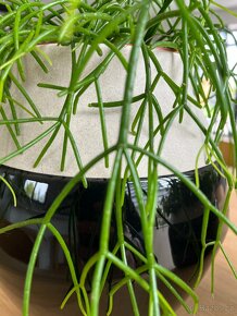 Vázy/dekorace na stojanu HM - 10