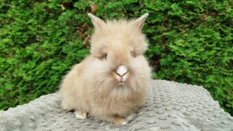 Zakrslý králík, králíček -(lvíček)-TESSIE - 10