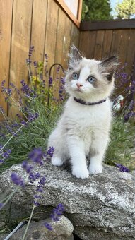 Kocourek plemene Ragdoll - 10