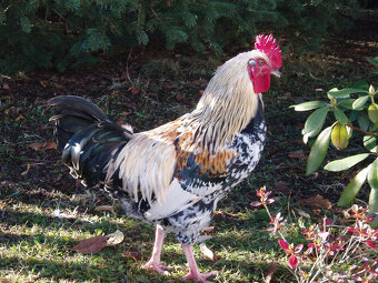 Prodám kohouta do chovu - 10