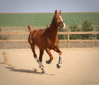 Prodám sedmiletou klisnu do vyššího sportu - 10