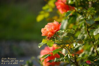 Objektiv Minolta AF 100-300 mm APO - bajonet Sony A - 10