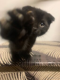 Britská koťátka - 10