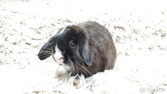 Zakrslý beránek, králíček, králík - 10