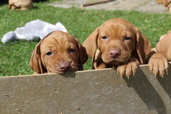 Maďarský ohař s PP  - vizsla - 10