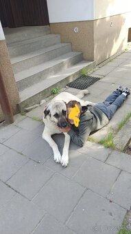 Kangal štěňata - 10