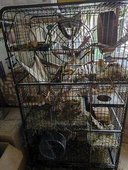 Prodej - osmák degu a klec - 10