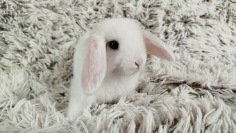 Zakrslý beránek, králíček, králík - TIMIÁN - 10