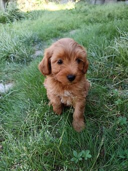 Maltipoo,maltipo - 10