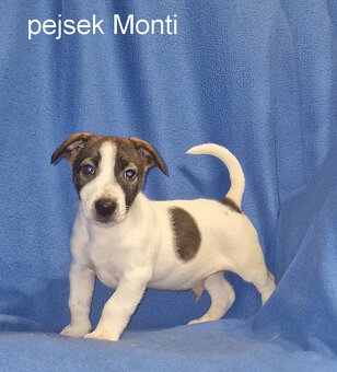 Jack russell terier - 10