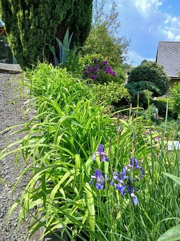 Přebytky ze zahrady - 10