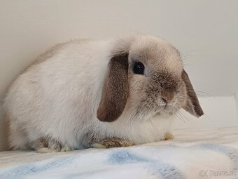 ★Volná Samička Zakrslý Beránek MiniLop★ - 10