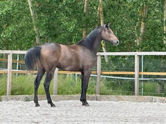 Dvouletá kobylka po Cornet de Lux - 10