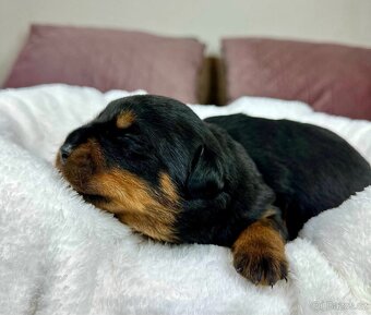 Rotvajler, Rottweiler, rtw s pp - 10