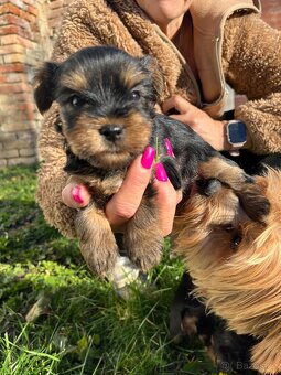 Štěňátka yorkšíra bez PP - 10