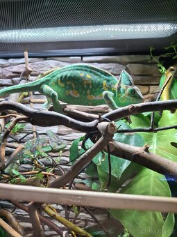 chameleon jemenský - 10