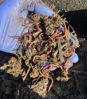 Kalifornské a Hnojní Žížaly - 10