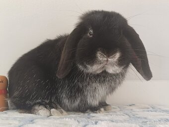 Volný Sameček Anglický Zakrslý Beránek MiniLop🤍 - 10