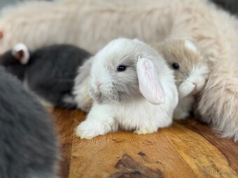 Minilop - zakrslý beránek - mláďata k rezervaci - 10