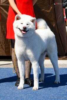 Štěňátka Akita inu s PP - 10