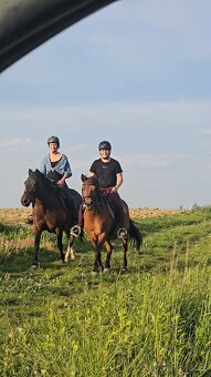 Huculská klisna, hucul, rekreace, vyjížďky, hipoterapie. - 10