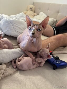 Koťe Sphynx - 10