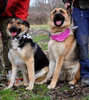 CHAMPUS K ADOPCI - 1 ROK, HODNÝ,SNÁŠENLIVÝ,VHODNÝ K DĚTEM - 10