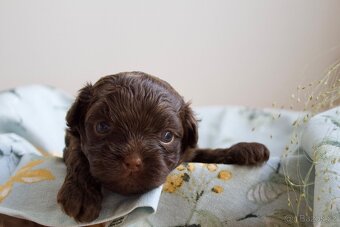 Štěně ruská barevná bolonka s PP - 10