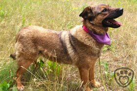 Guliana - fenka k adopci - 10