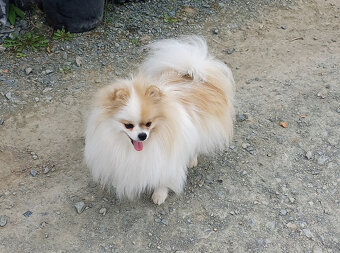 Fenečka pomeranian s PP - 10