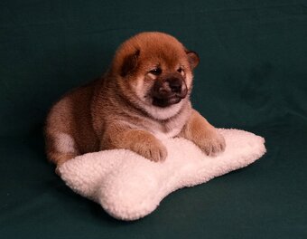 Shiba-Inu s PP FCI - 10