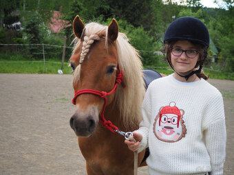 poník 125 cm KVH, 7 let, poloviční Hafling - 10