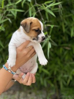 Jack Russell teriéra - 10