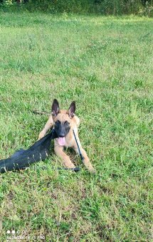 3 bratři Malinois s PP hledají své nové parťáky - 10