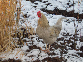 Kohout do chovu k prodeji - 10