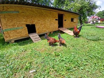 Zakrslá rousná slepice - Kohouti - 10