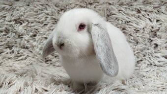 Zakrslý beránek, králíček, králík - MOLLY - 10