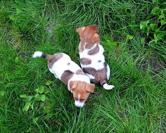 Jack russell terier krásná fenečka na odběr - 10