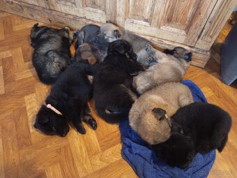 Prodám štěňata německého ovčáka - 10