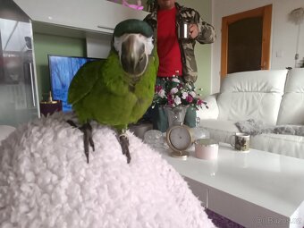 Ara nobilis ručně dokrmena - 10